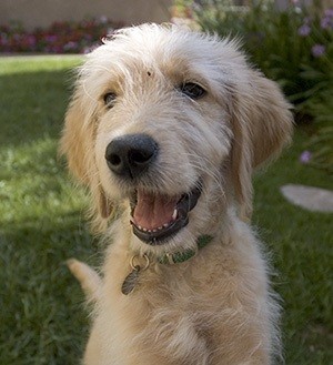 HappyDog