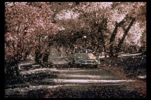 Car and cherry blossoms