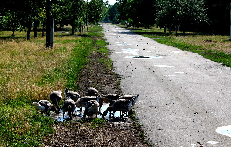 Roadside in Eastern Ukraine
