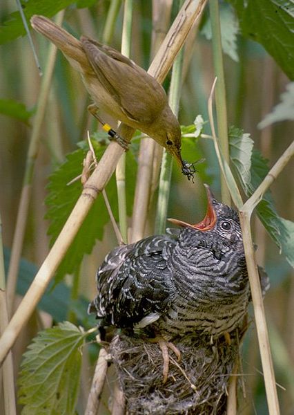 A cuckoo chick celebrates the Brotherhood of Birds